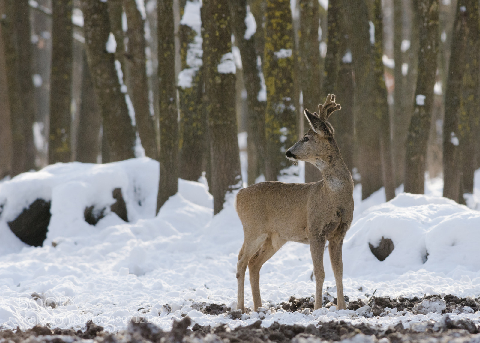 Nikon D7200 sample photo. Winter in zala photography