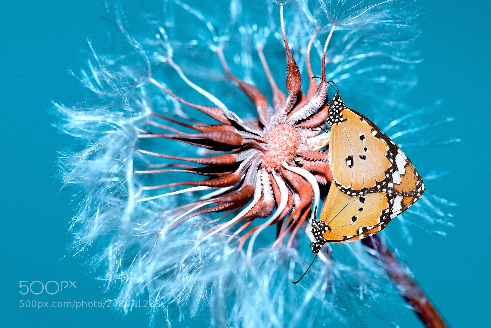 Nikon D610 sample photo. The love of butterflies photography