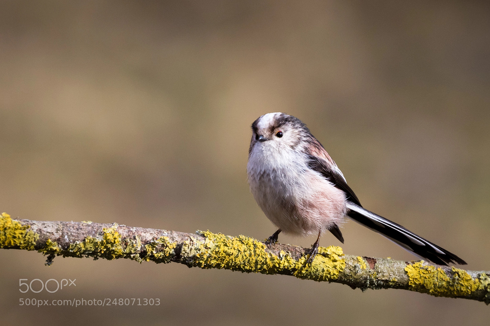 Canon EOS 5DS R sample photo. Long tailed tit photography