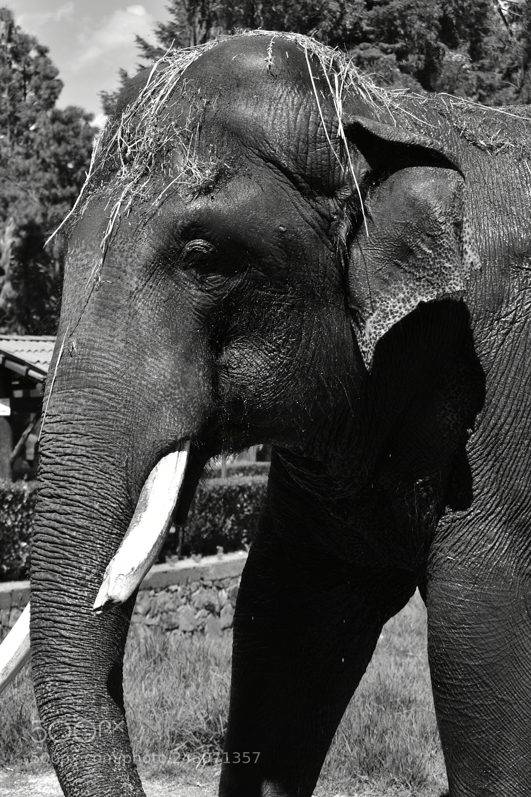 Nikon D3400 sample photo. Elefant photography