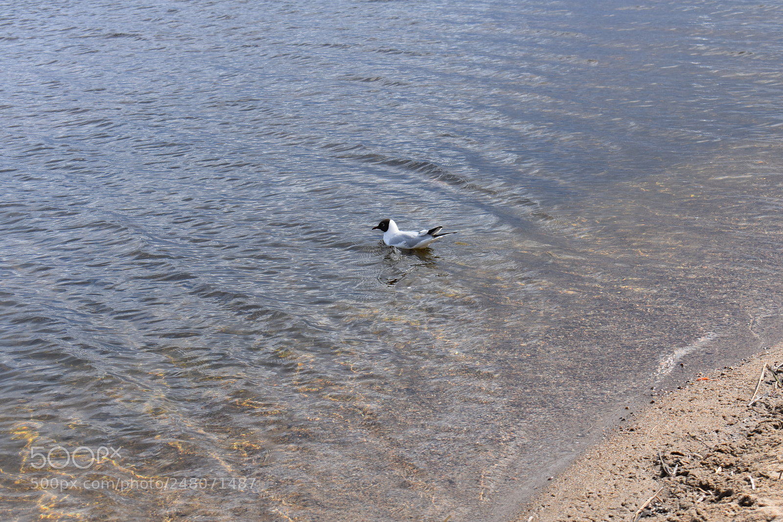 Nikon D3400 sample photo. Untitled photography