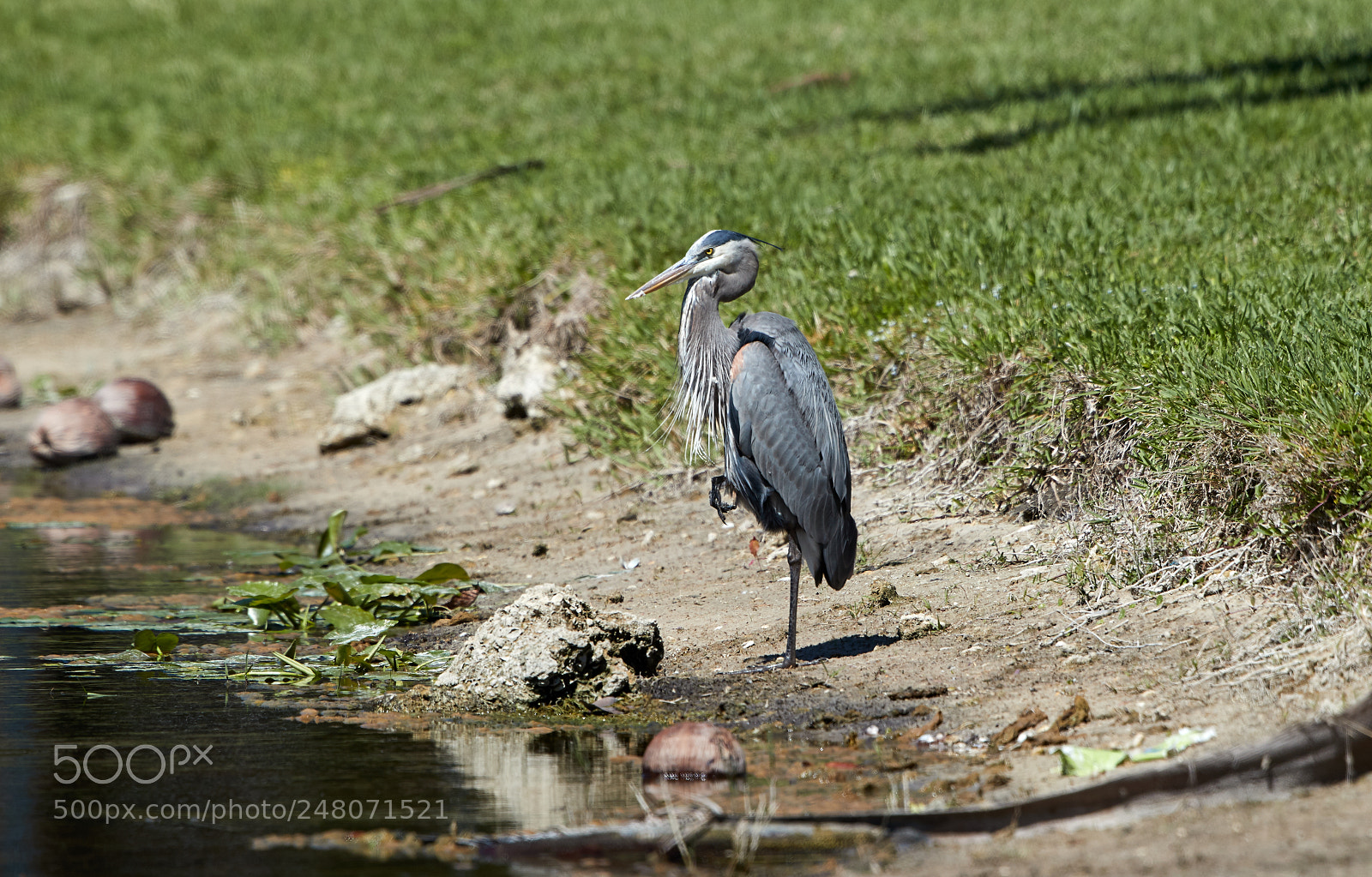 Canon EOS-1D X Mark II sample photo. 03-03-18-0006045.jpg photography