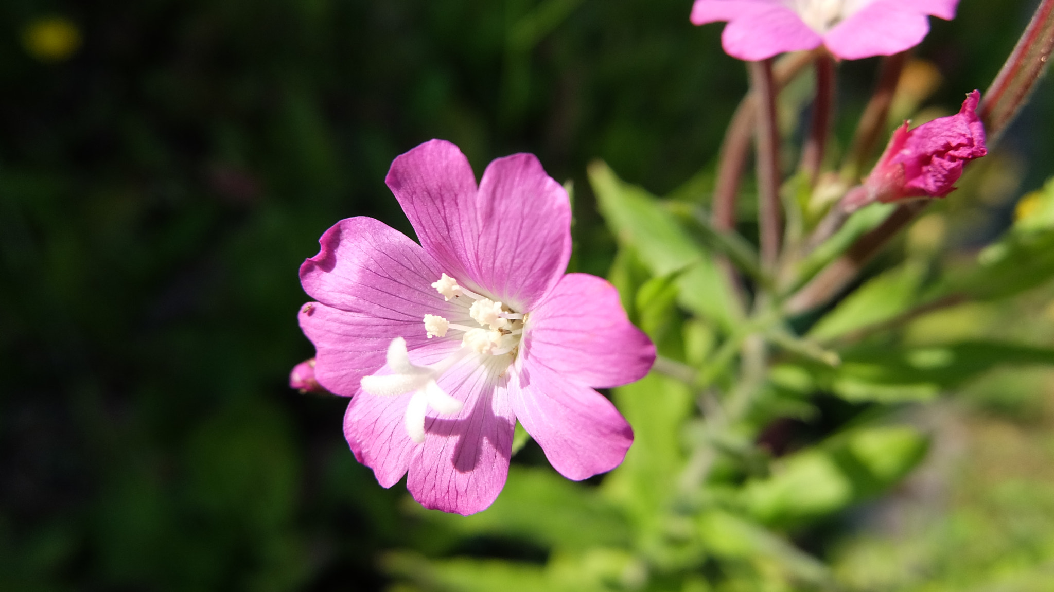 Fujifilm XQ1 sample photo. Flower photography