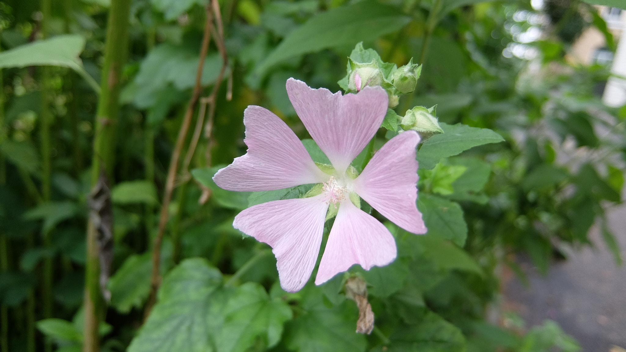 Fujifilm XQ1 sample photo. Flower photography