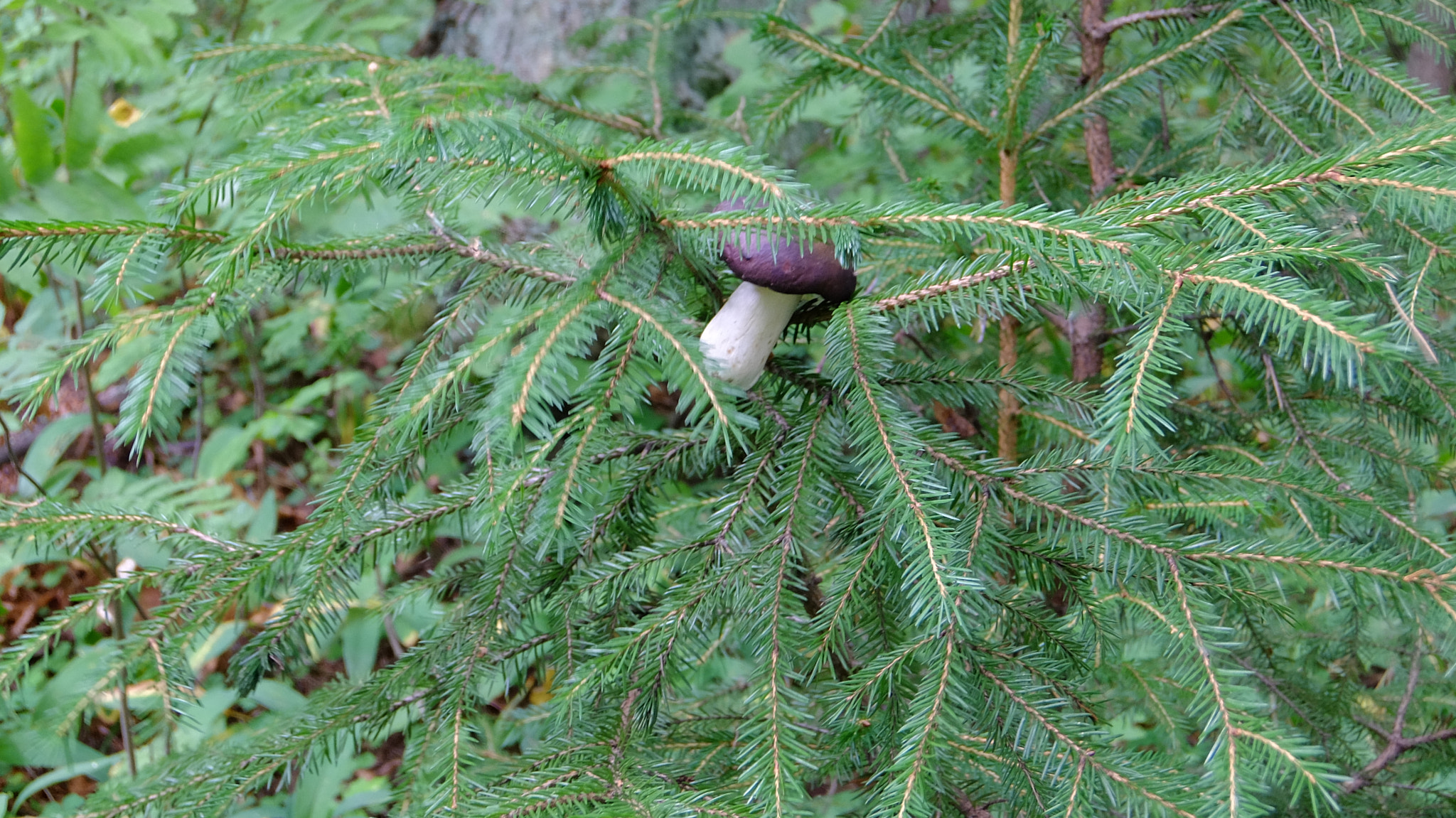 Fujifilm XQ1 sample photo. Mushroom on the spruce photography