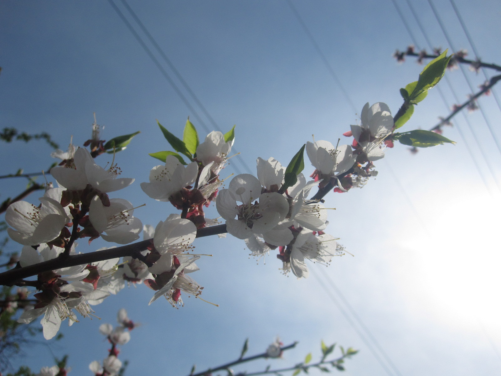Canon PowerShot SD780 IS (Digital IXUS 100 IS / IXY Digital 210 IS) sample photo. - photography