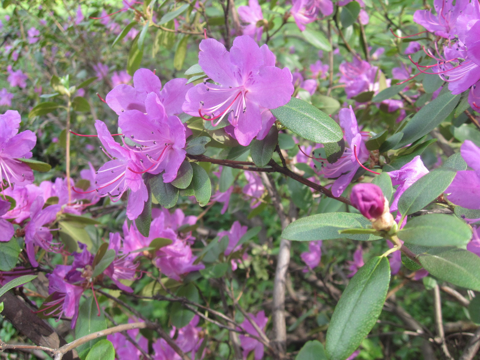 Canon PowerShot SD780 IS (Digital IXUS 100 IS / IXY Digital 210 IS) sample photo. - photography