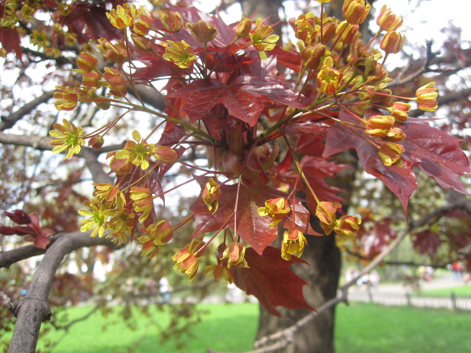 Canon PowerShot SD780 IS (Digital IXUS 100 IS / IXY Digital 210 IS) sample photo. Maple photography