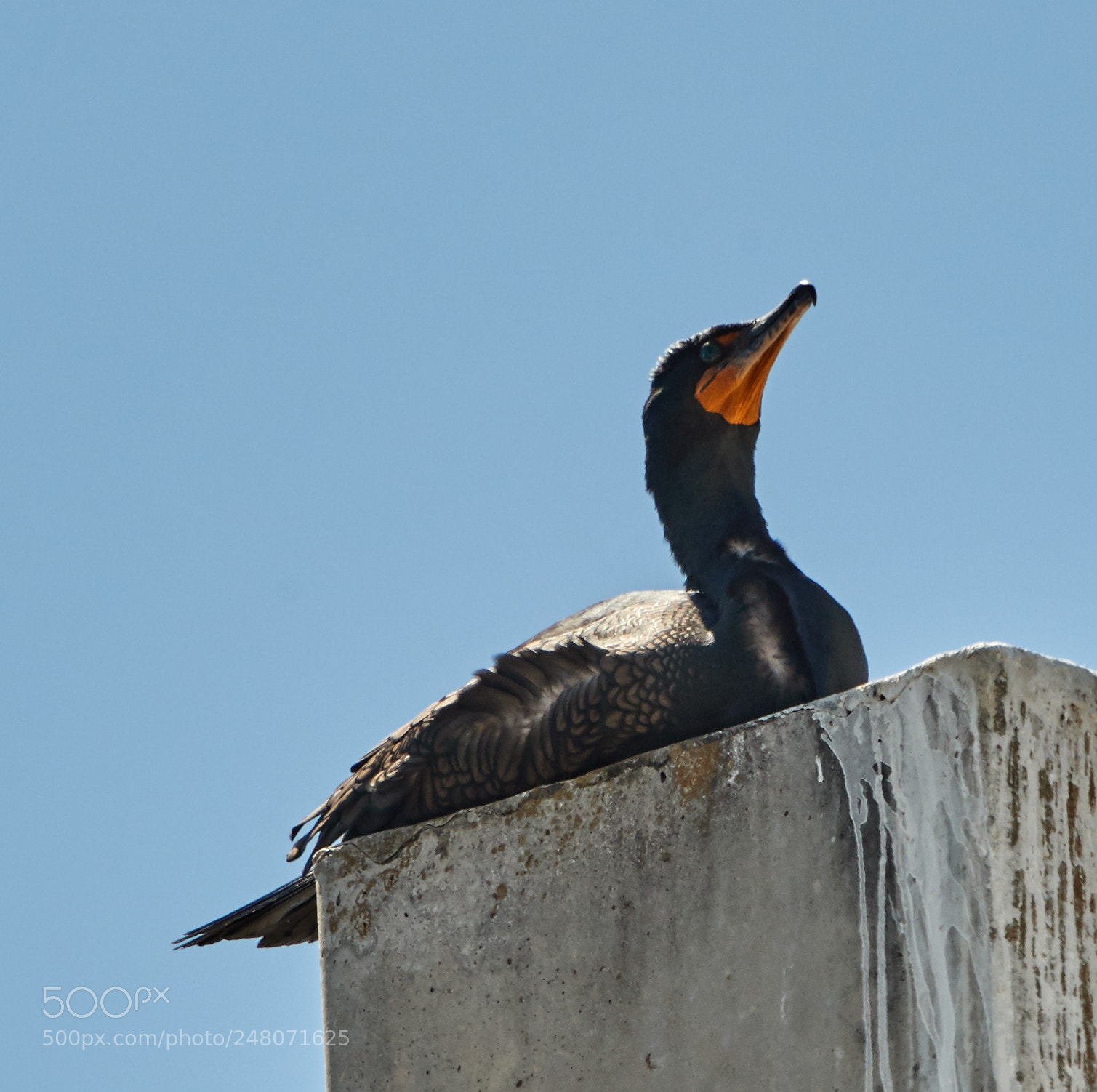 Canon EOS-1D X Mark II sample photo. 03-03-18-0006042.jpg photography