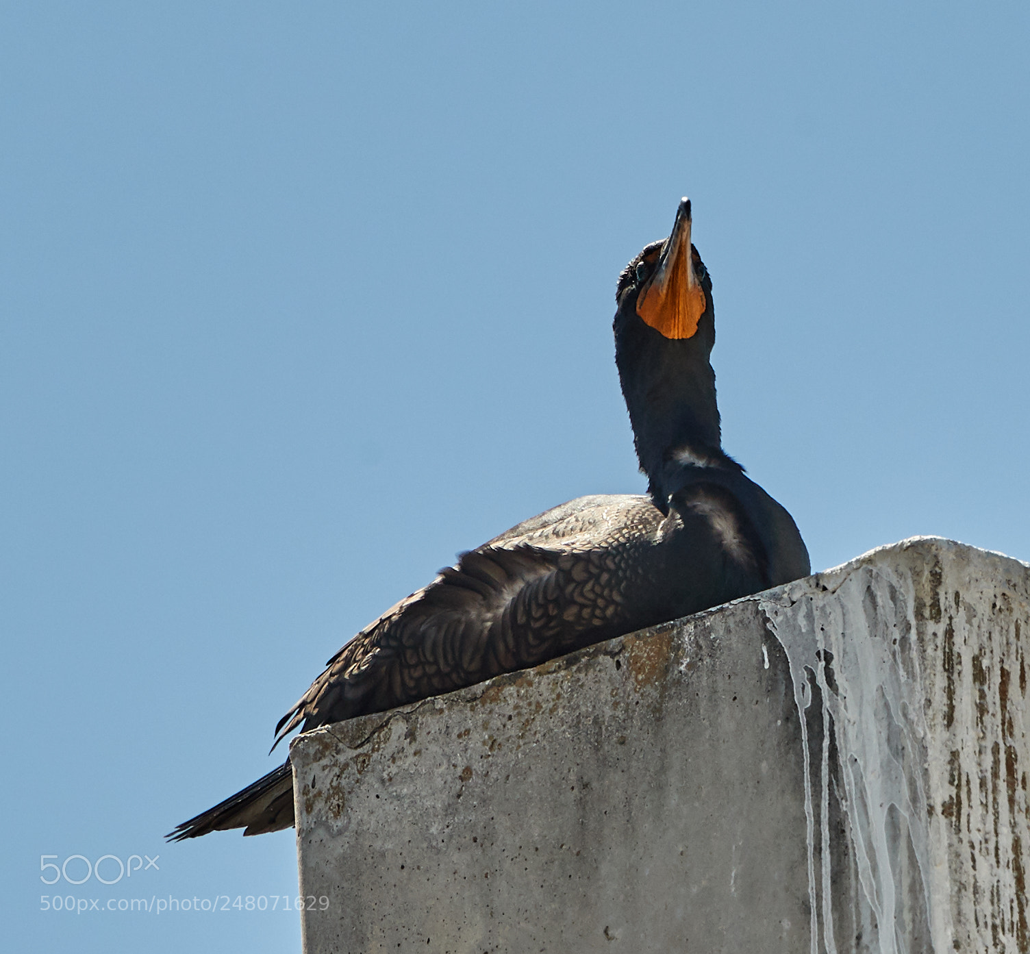 Canon EOS-1D X Mark II sample photo. 03-03-18-0006041.jpg photography