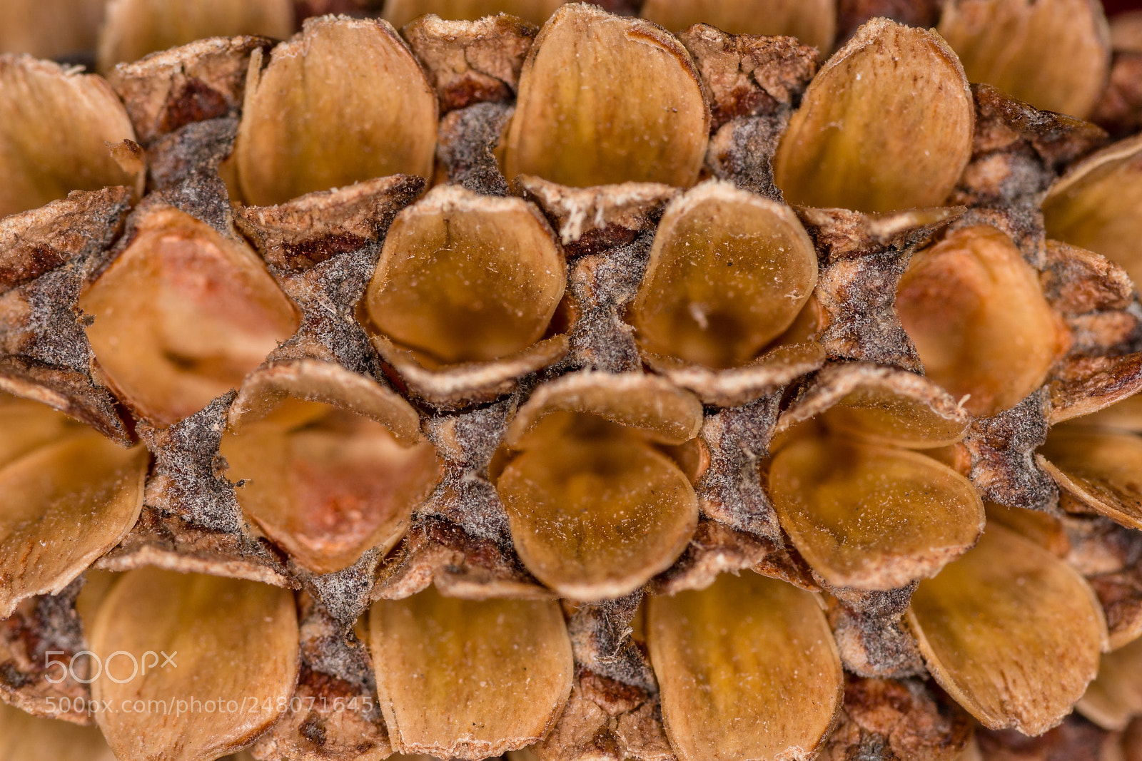 Nikon D7200 sample photo. Patterns in nature ii photography