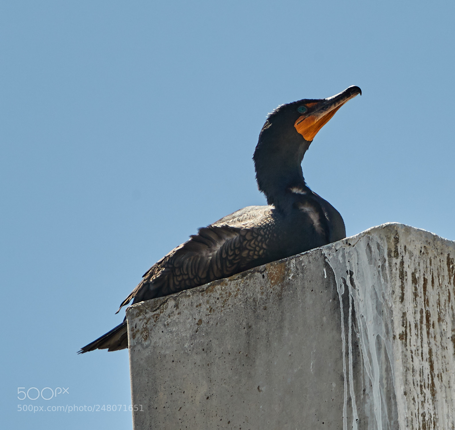 Canon EOS-1D X Mark II sample photo. 03-03-18-0006040.jpg photography