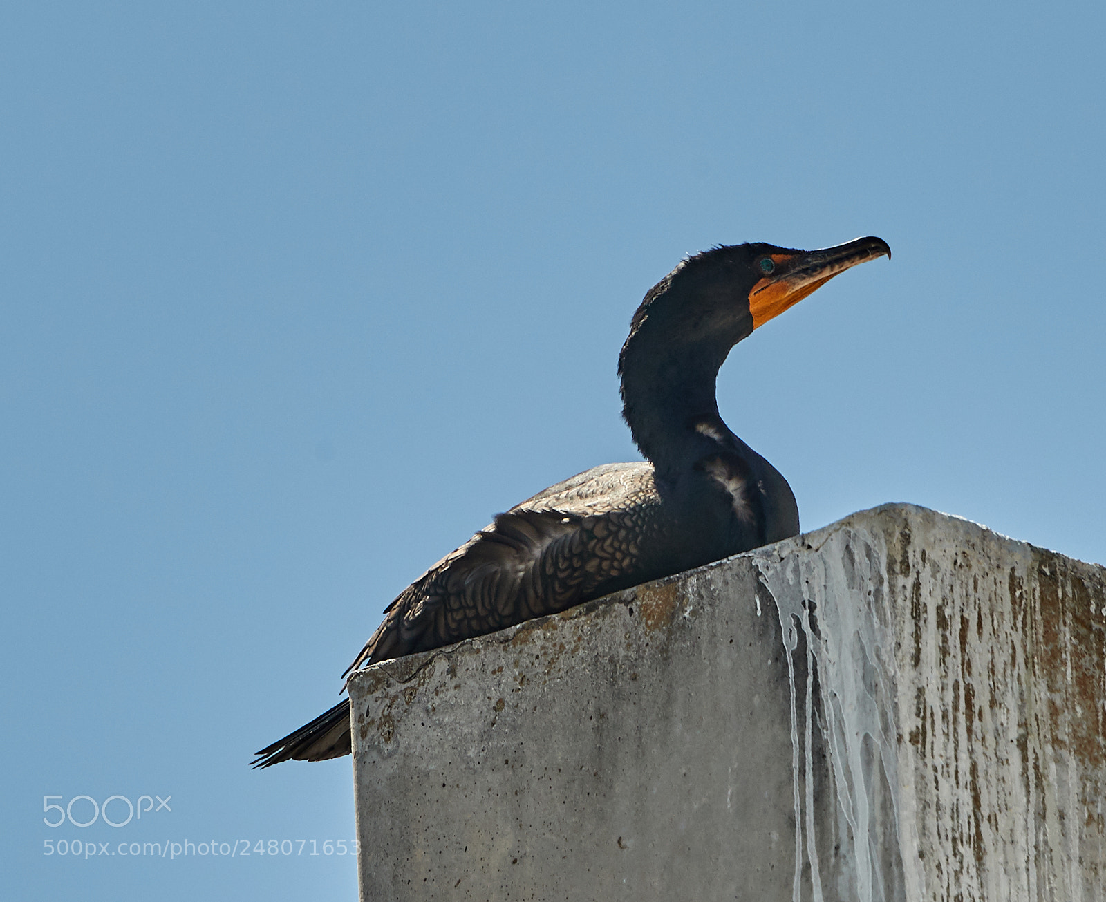 Canon EOS-1D X Mark II sample photo. 03-03-18-0006039.jpg photography