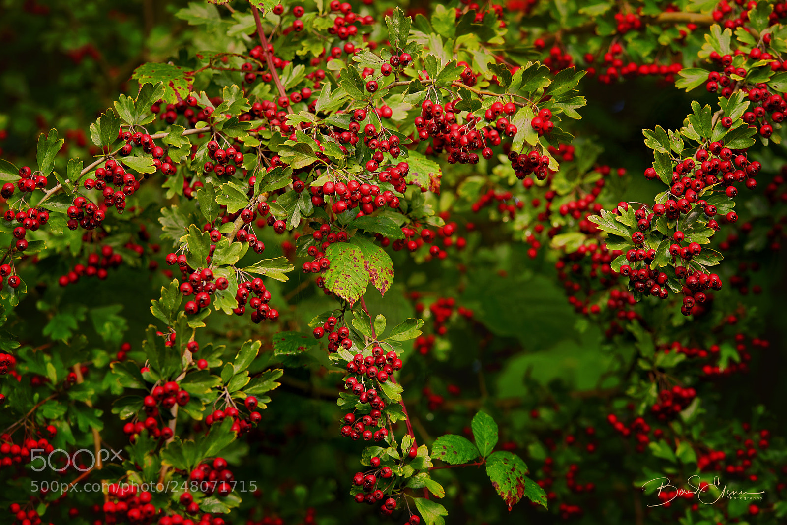 Nikon D600 sample photo. Ebereschen photography