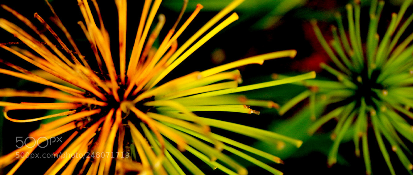 Canon EOS 700D (EOS Rebel T5i / EOS Kiss X7i) sample photo. Abstract photography