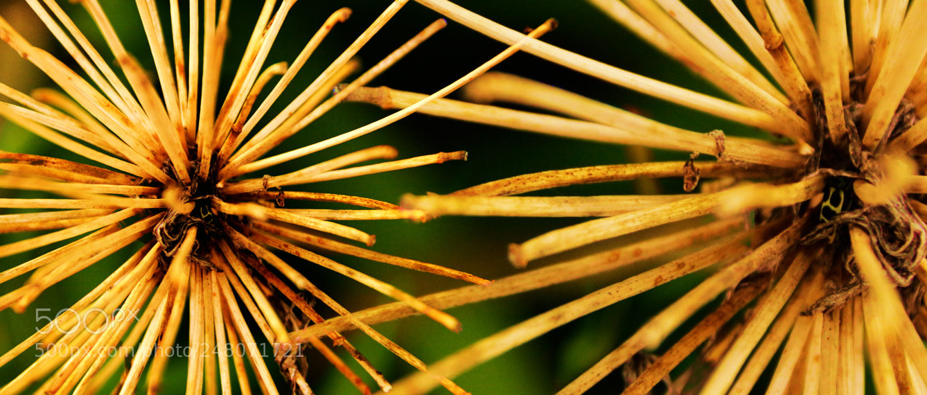 Canon EOS 700D (EOS Rebel T5i / EOS Kiss X7i) sample photo. Abstract photography