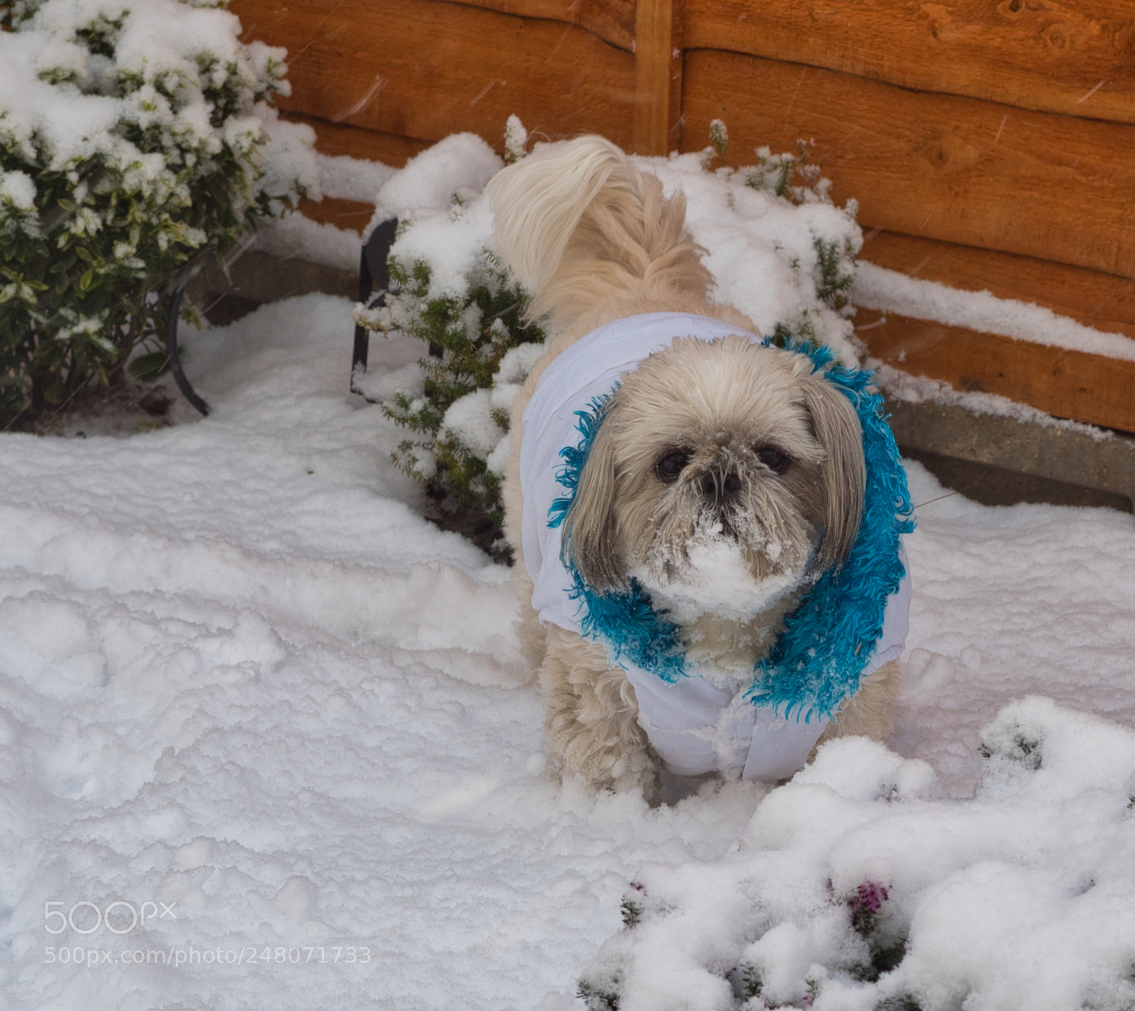 Olympus OM-D E-M1 Mark II sample photo. Shih tzu romping in photography