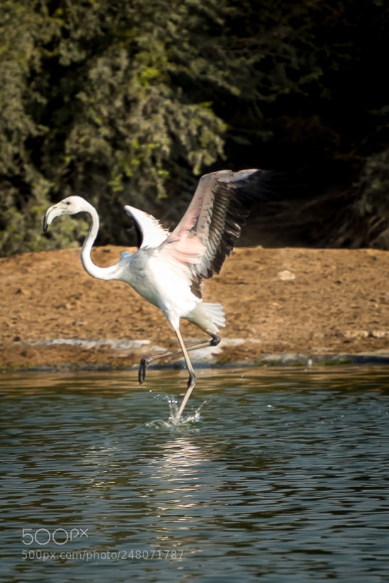 Nikon D810 sample photo. Swan bird photography
