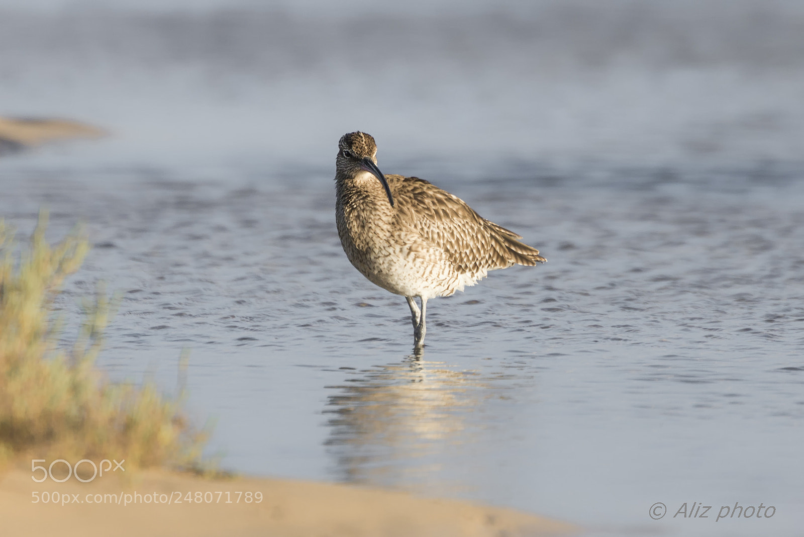 Nikon D610 sample photo. Whimbrel photography