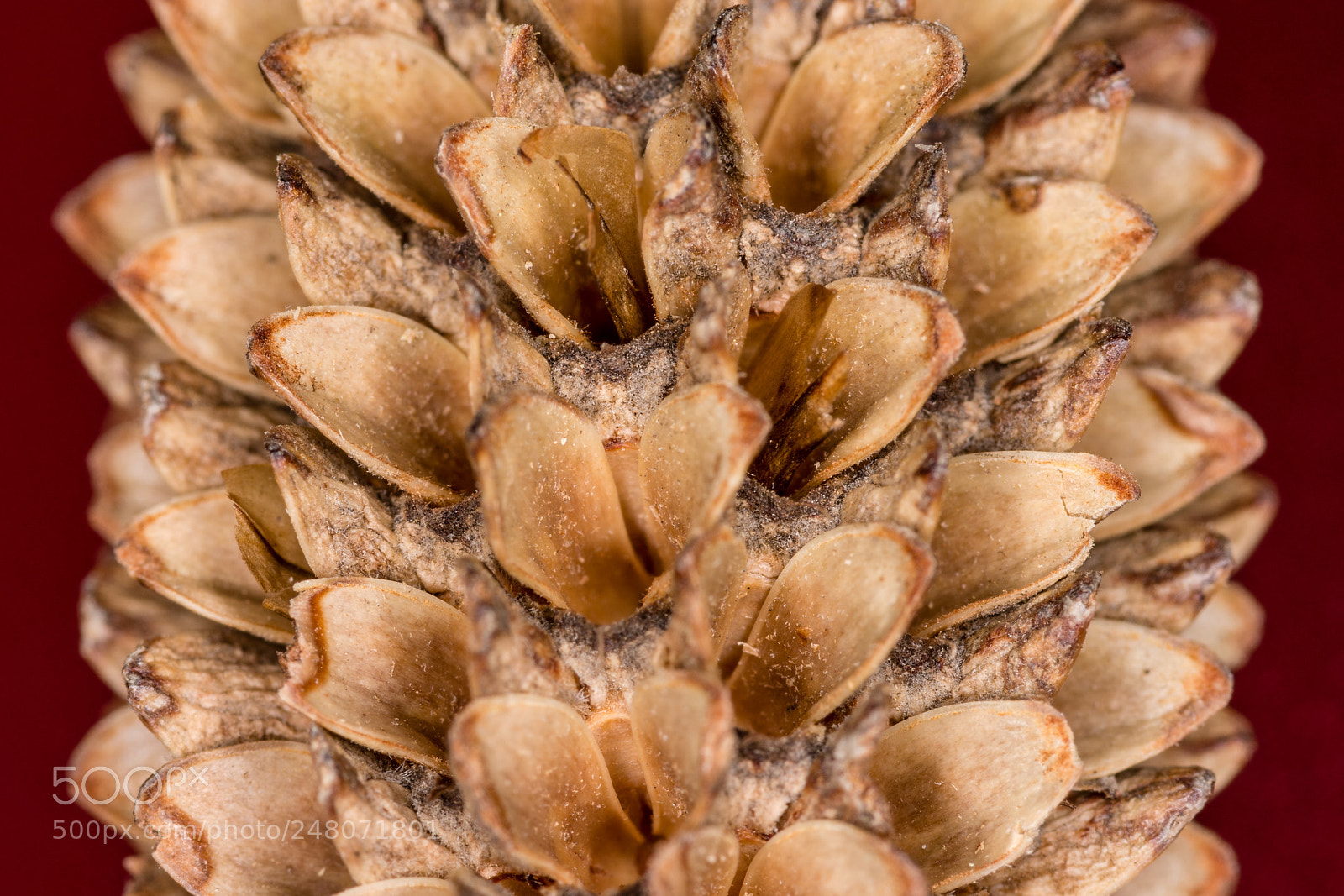 Nikon D7200 sample photo. Patterns in nature i photography