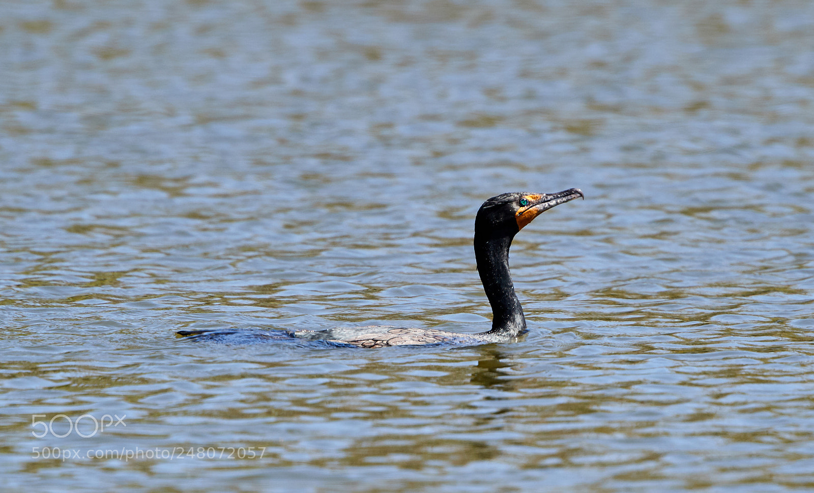 Canon EOS-1D X Mark II sample photo. 03-03-18-0006018.jpg photography