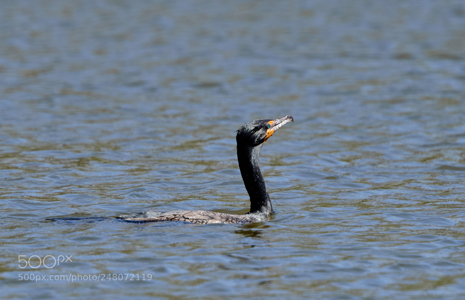 Canon EOS-1D X Mark II sample photo. 03-03-18-0006016.jpg photography