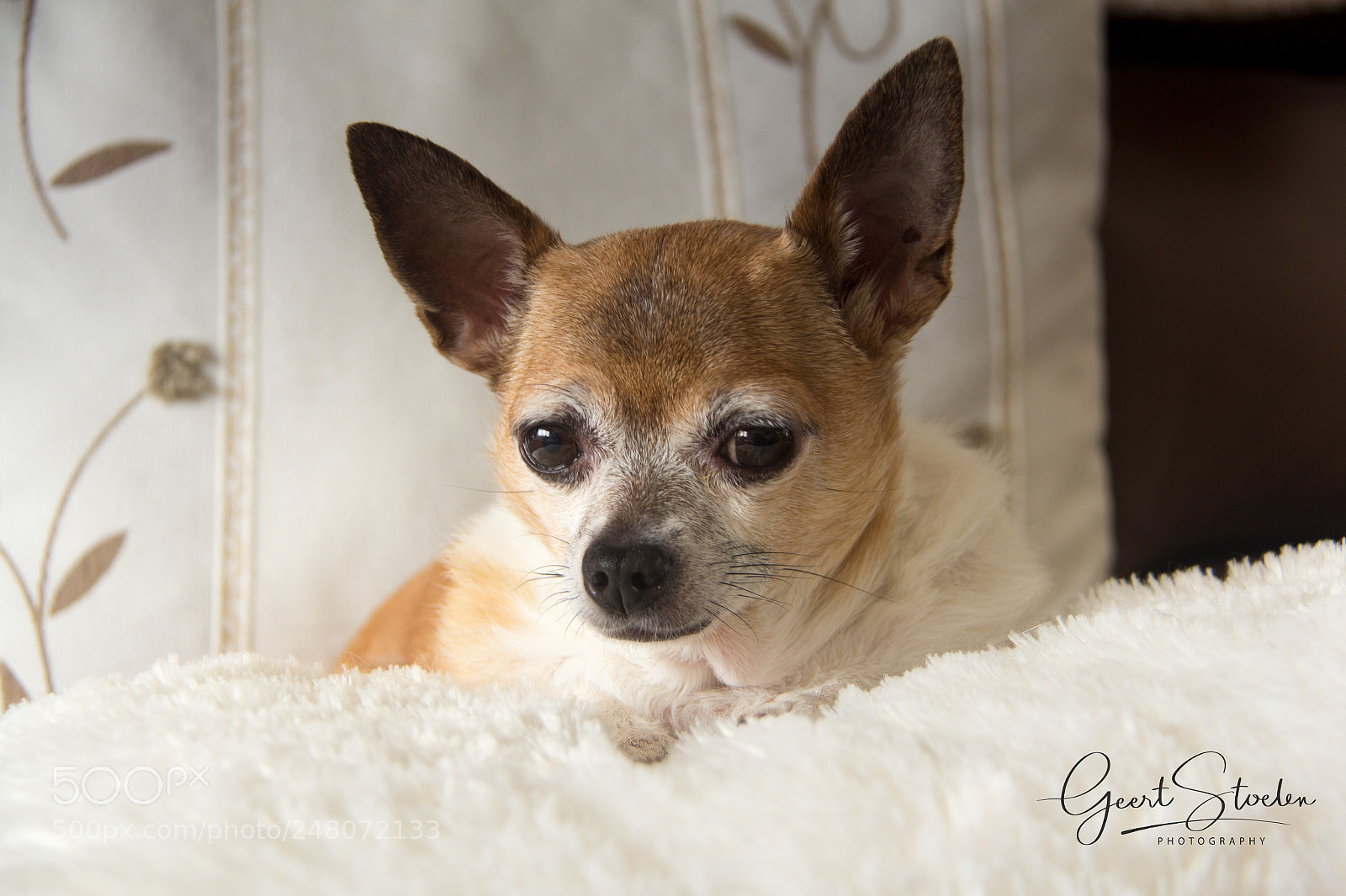 Canon EOS 60D sample photo. My parents' dog photography