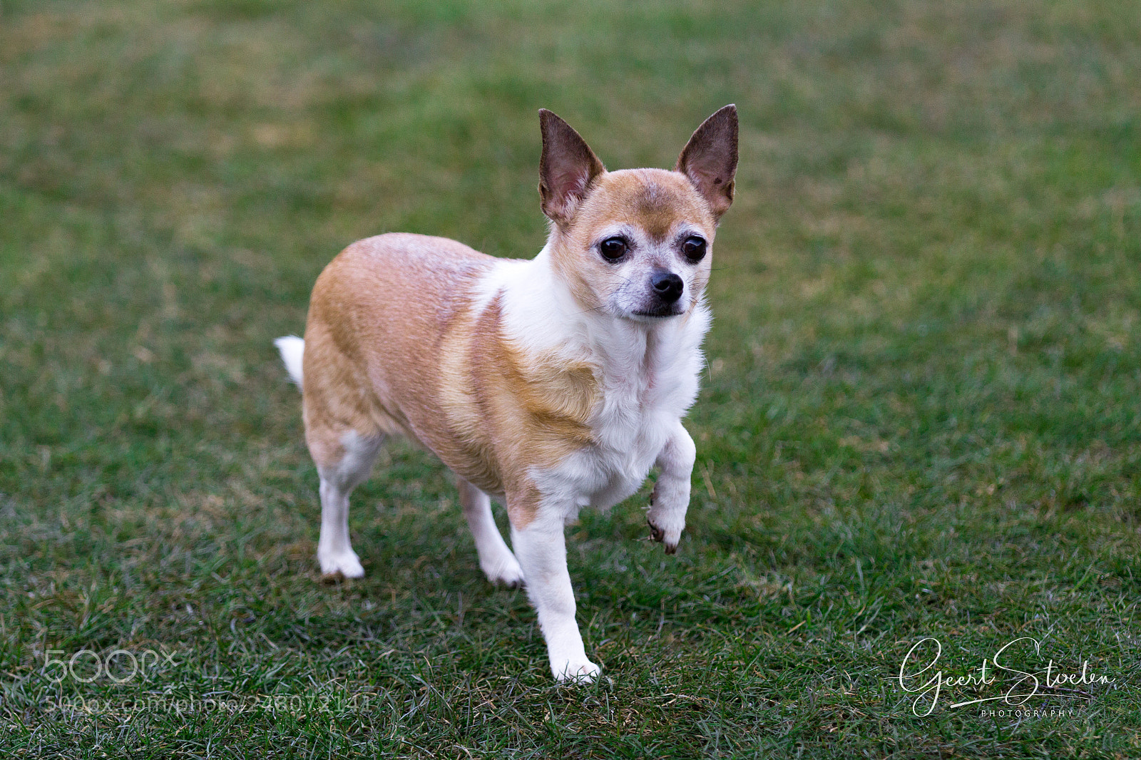 Canon EOS 60D sample photo. My parents' dog photography