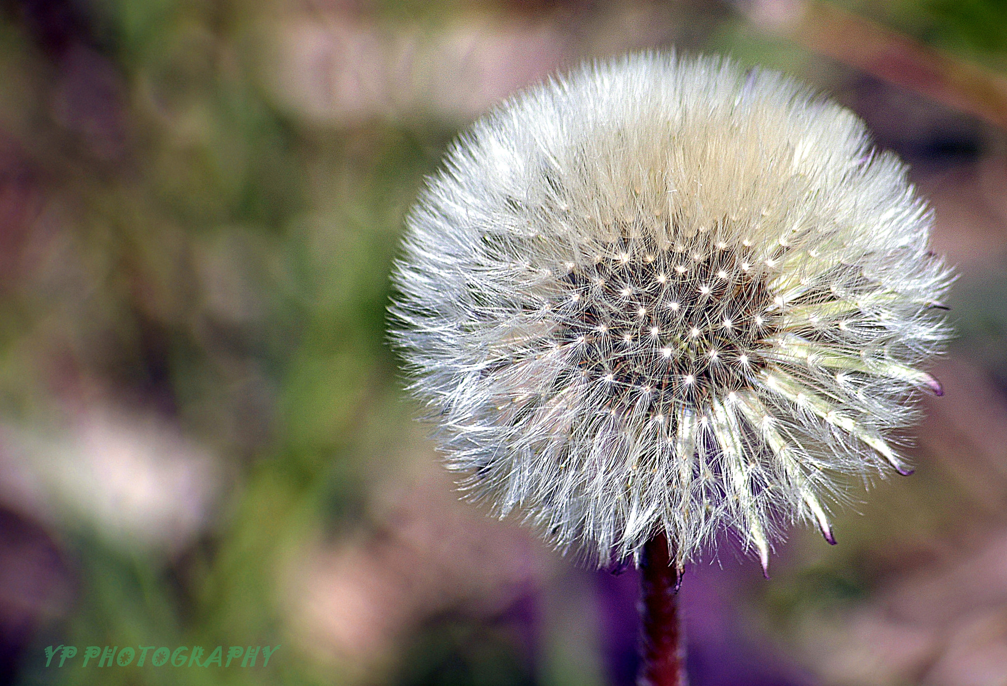 Nikon D200 + Sigma 70-300mm F4-5.6 APO Macro Super II sample photo