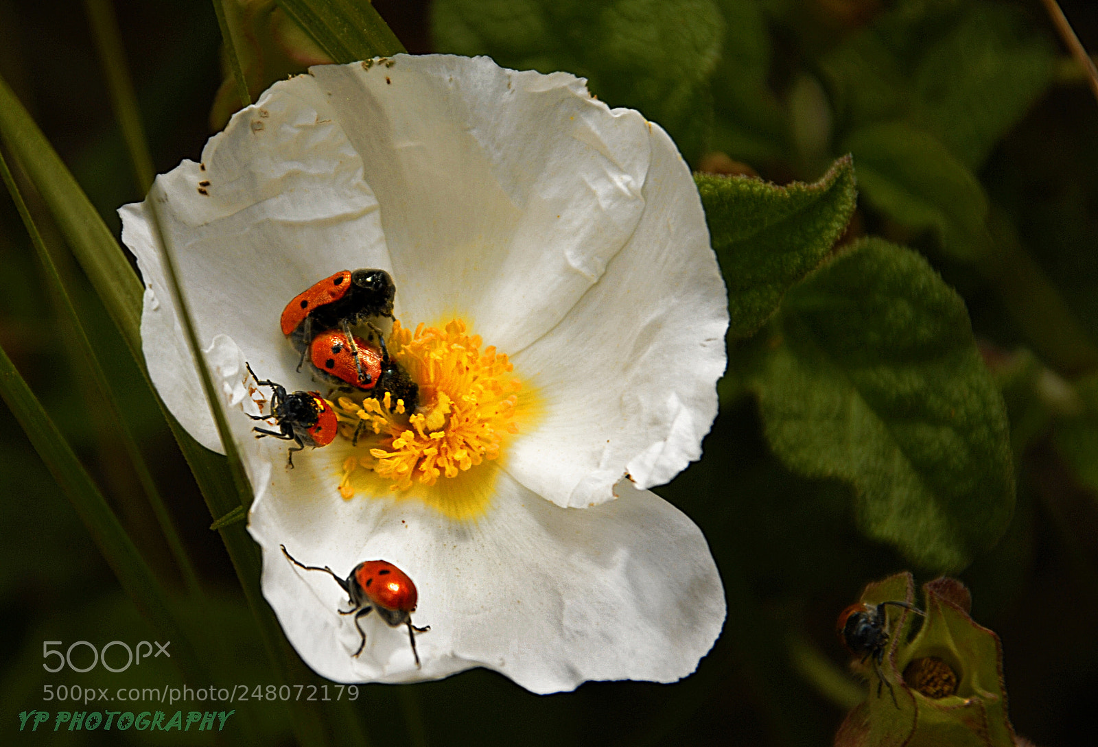 Nikon D200 sample photo. Untitled photography
