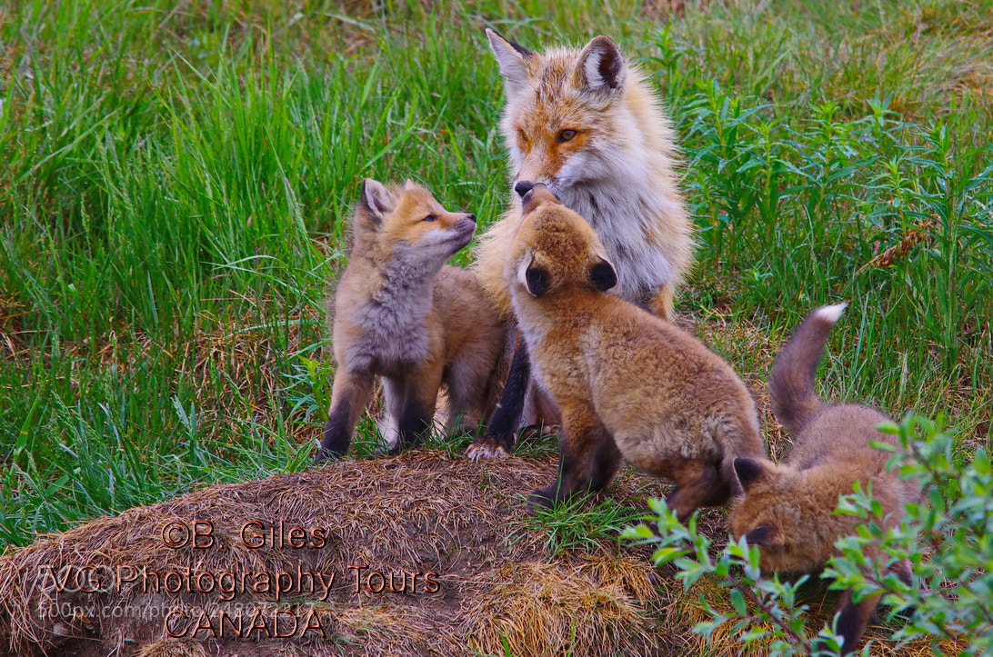 Pentax K-5 IIs sample photo. Mother hood photography