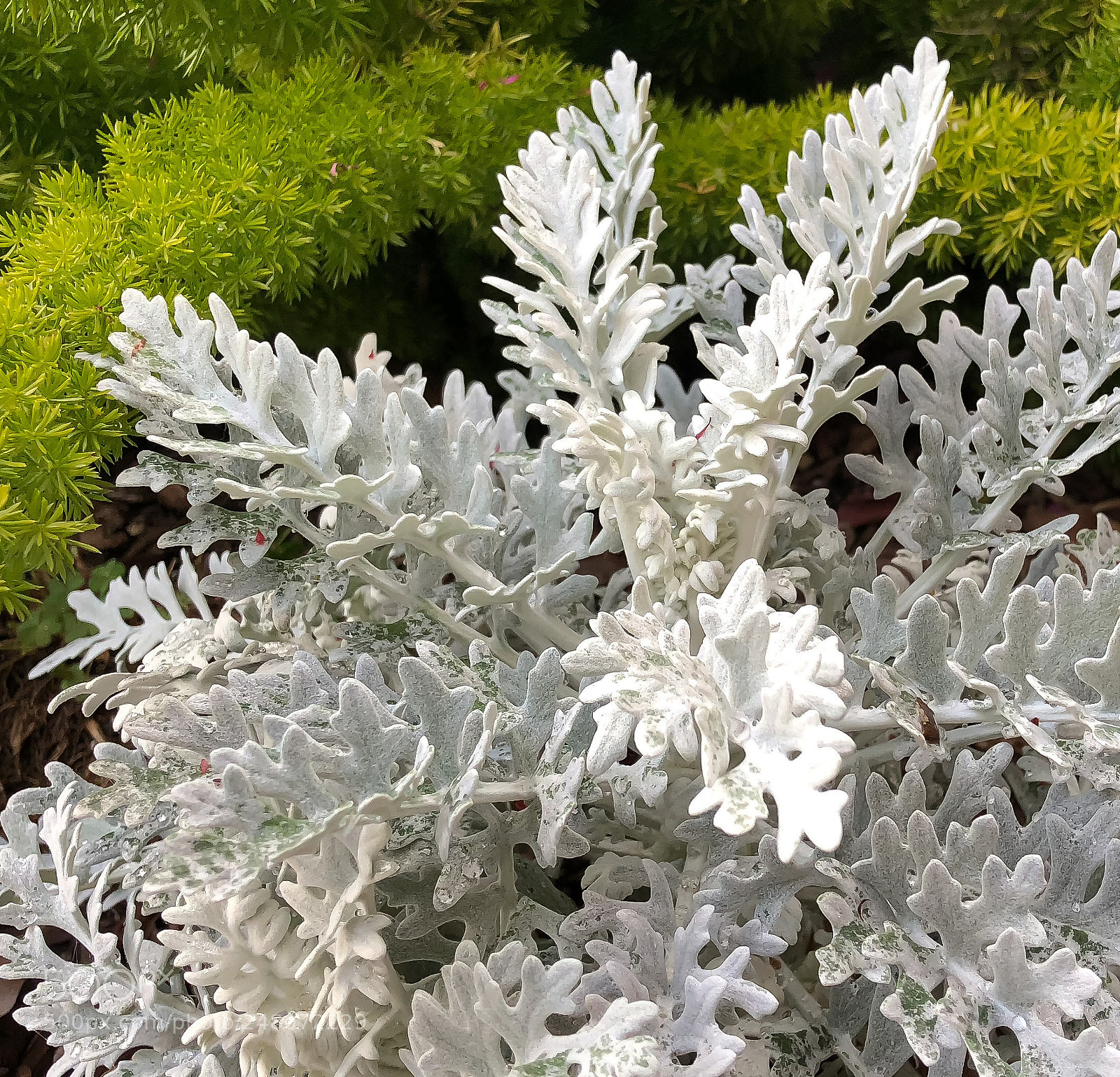 Apple iPhone 8 Plus sample photo. Dusty miller ii photography