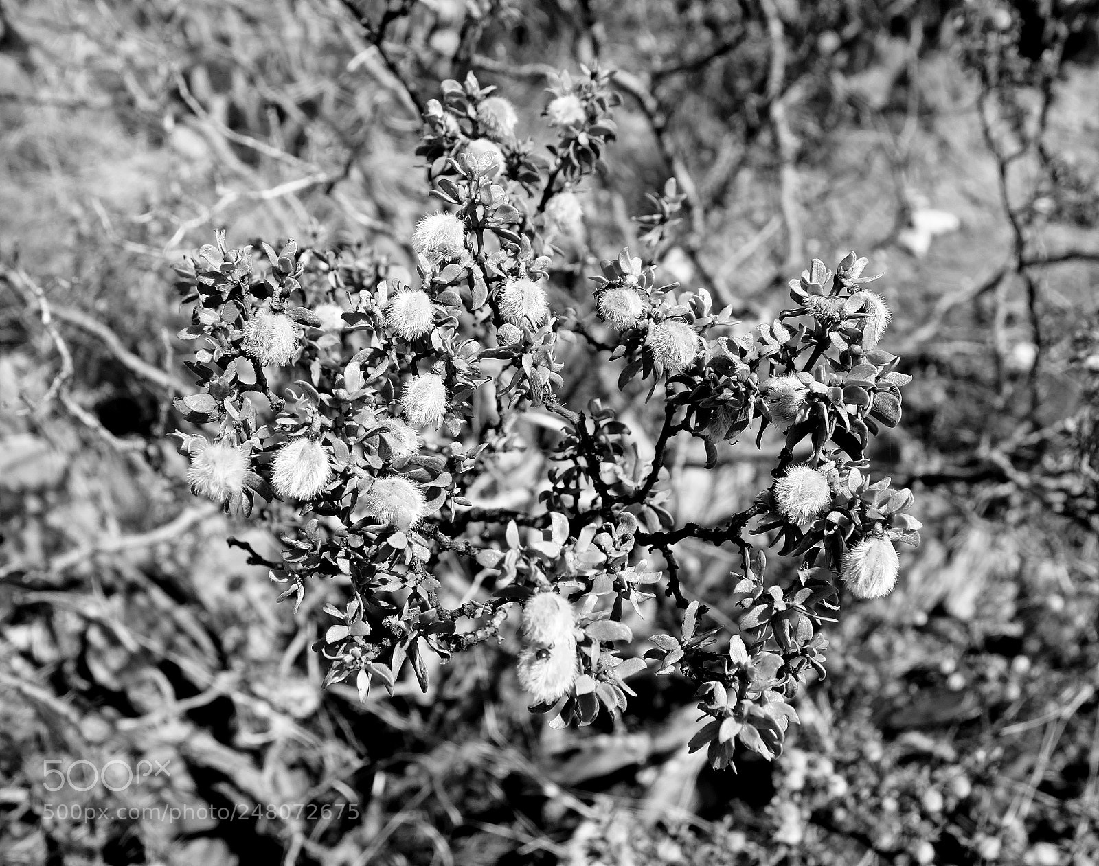 Sony Cyber-shot DSC-RX100 sample photo. Monochromatic bokeh photography