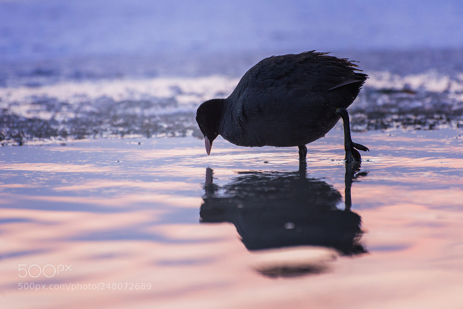 Nikon D610 sample photo. Fulica atra photography