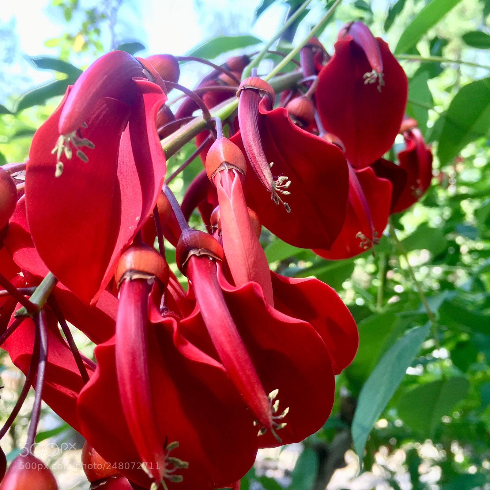 Apple iPhone SE sample photo. Botanical garden dresden photography