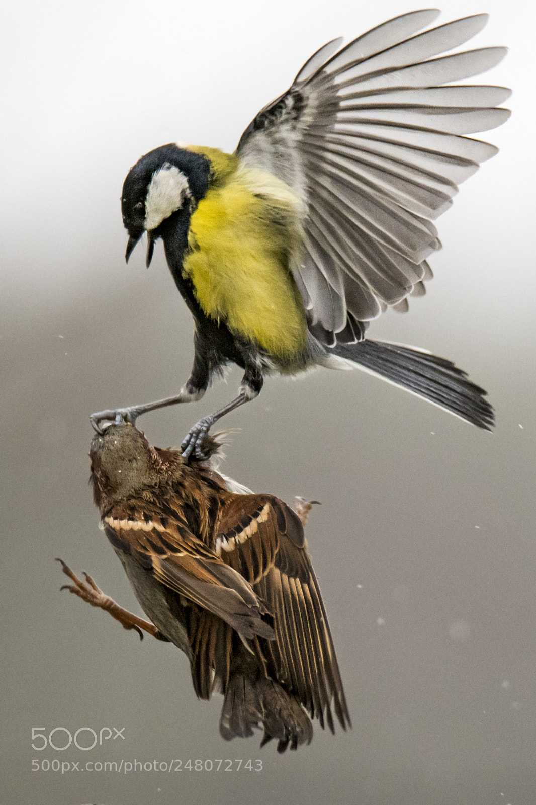Nikon D500 sample photo. Parus vs passer photography