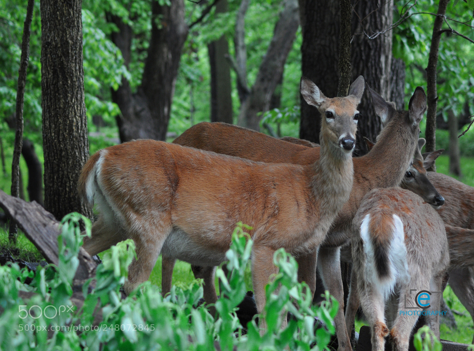Nikon D90 sample photo. Deer photography