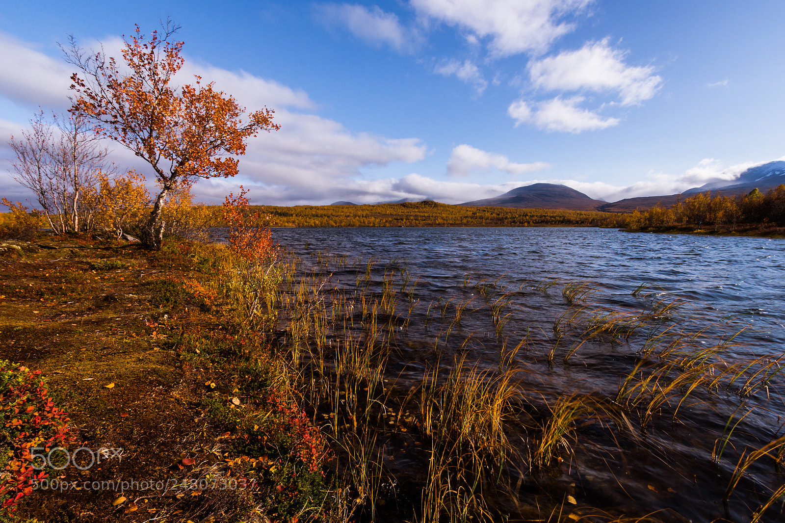 Sony SLT-A77 sample photo. Abisko autumn photography