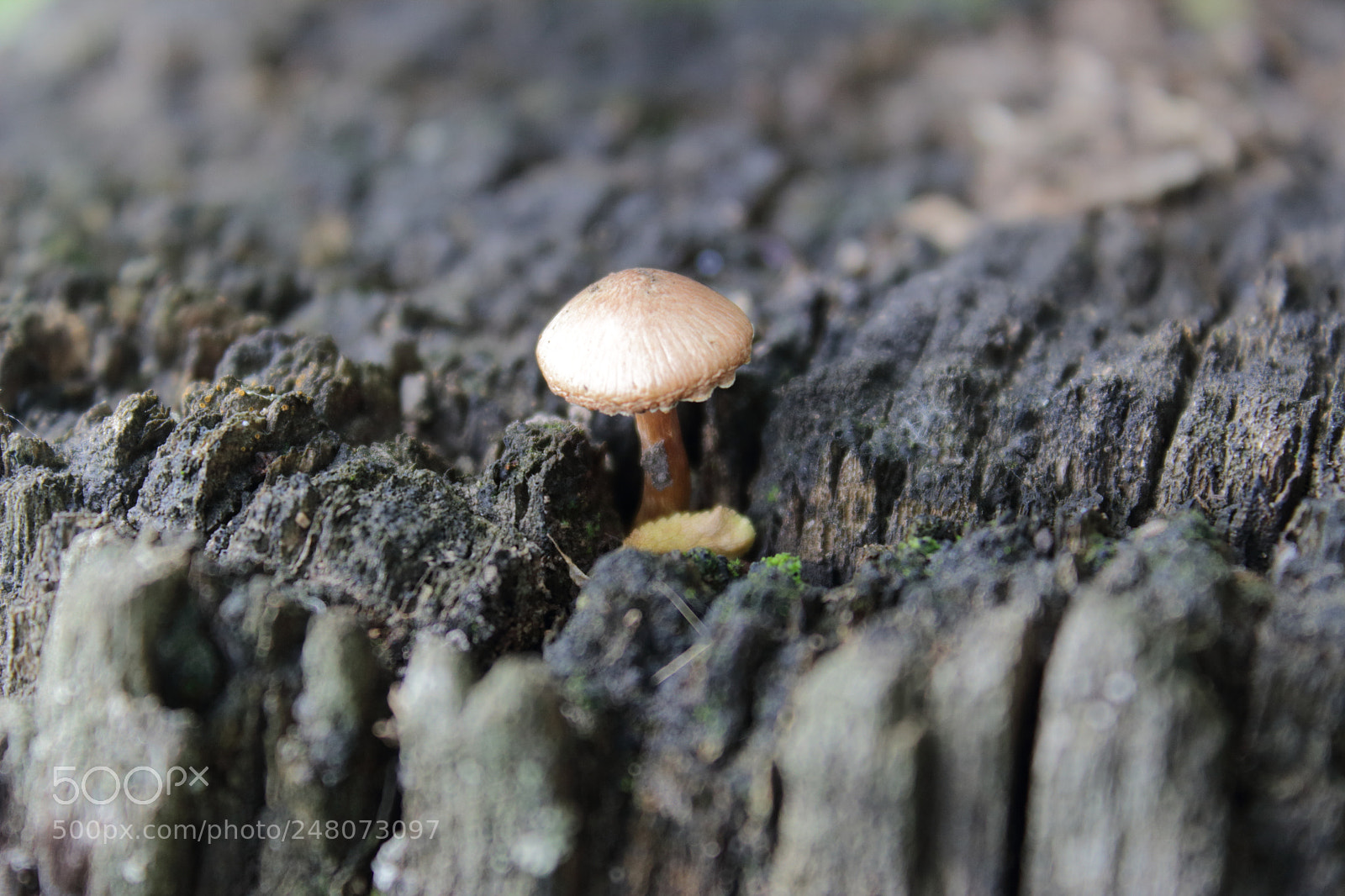 Canon EOS 1200D (EOS Rebel T5 / EOS Kiss X70 / EOS Hi) sample photo. Mushroom photography