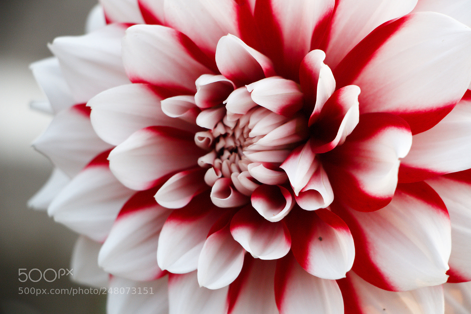 Canon EOS 700D (EOS Rebel T5i / EOS Kiss X7i) sample photo. Dahlia photography