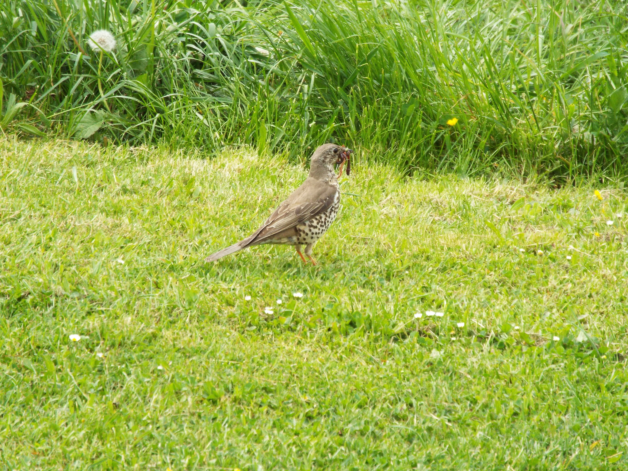 Fujifilm FinePix S8300 sample photo. Drozd s úlovkem. thrush with a catch photography