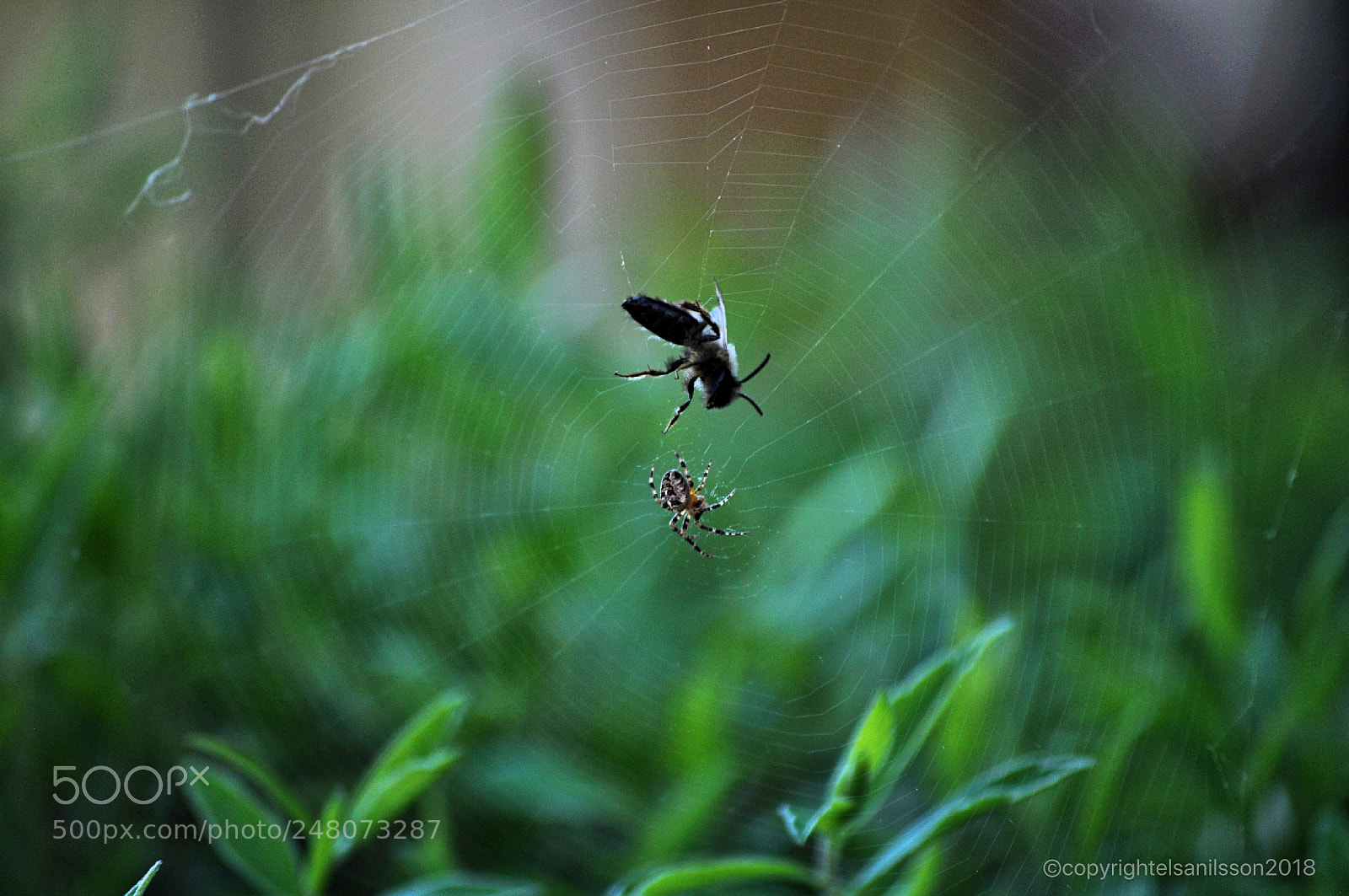 Nikon D5000 sample photo. Stuck in the net photography