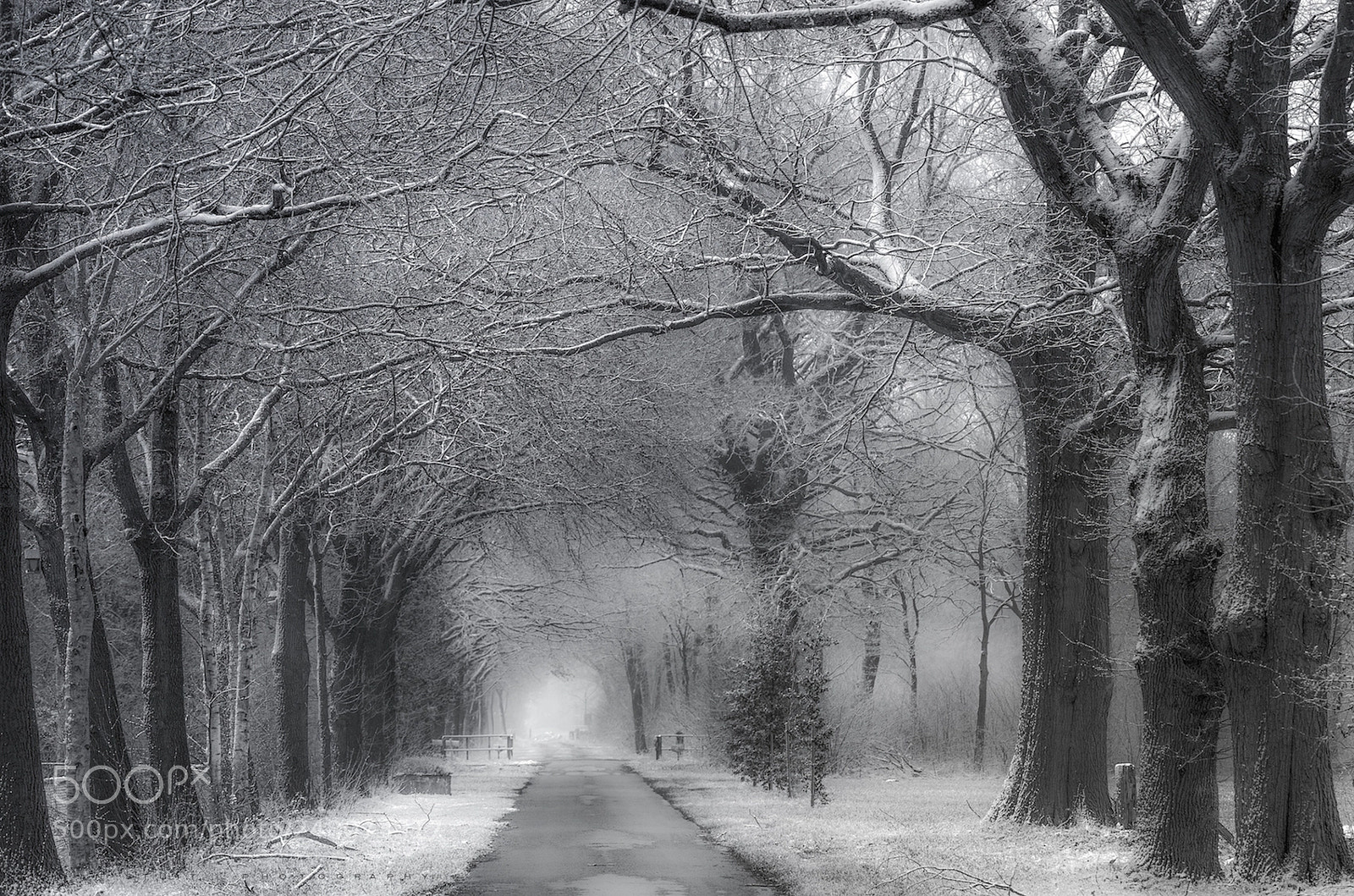 Pentax K-5 IIs sample photo. Snowy trees photography