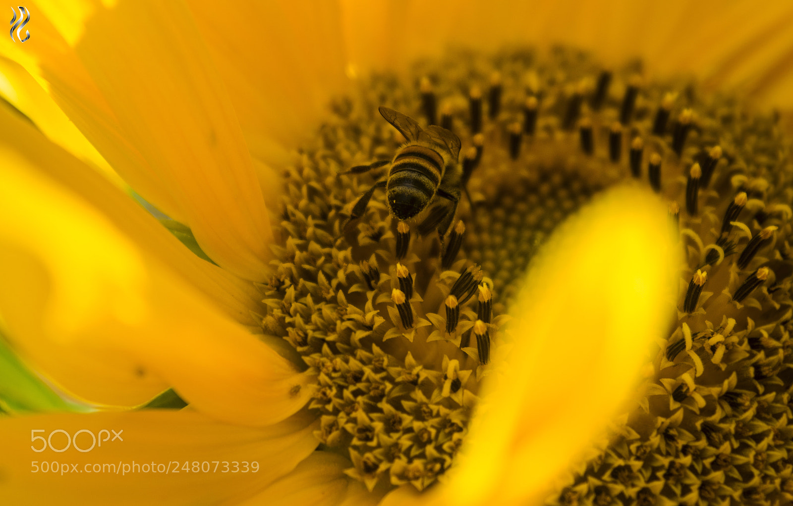 Nikon D5200 sample photo. Flower photography