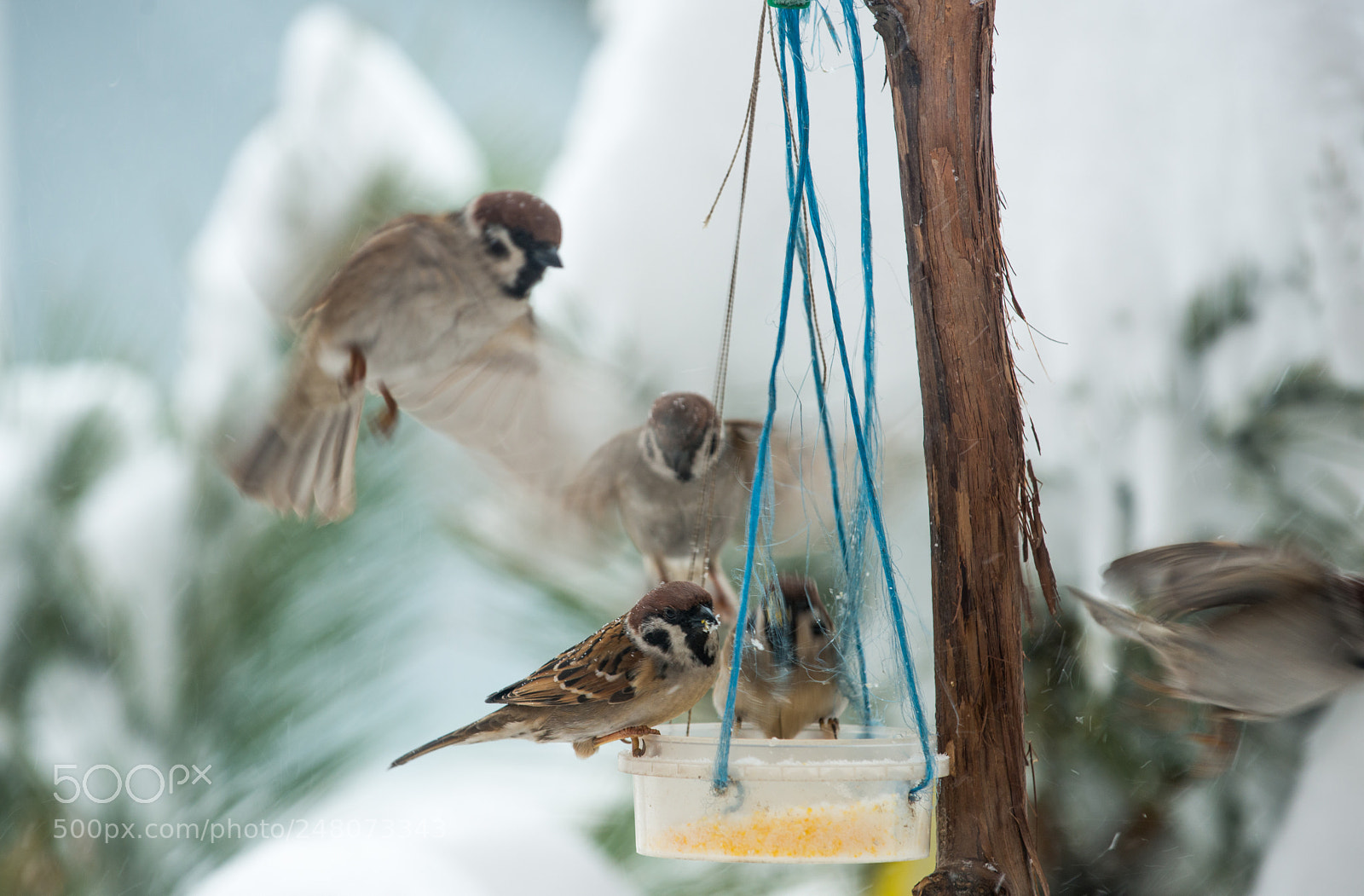 Nikon D800 sample photo. Busy feeding spot photography