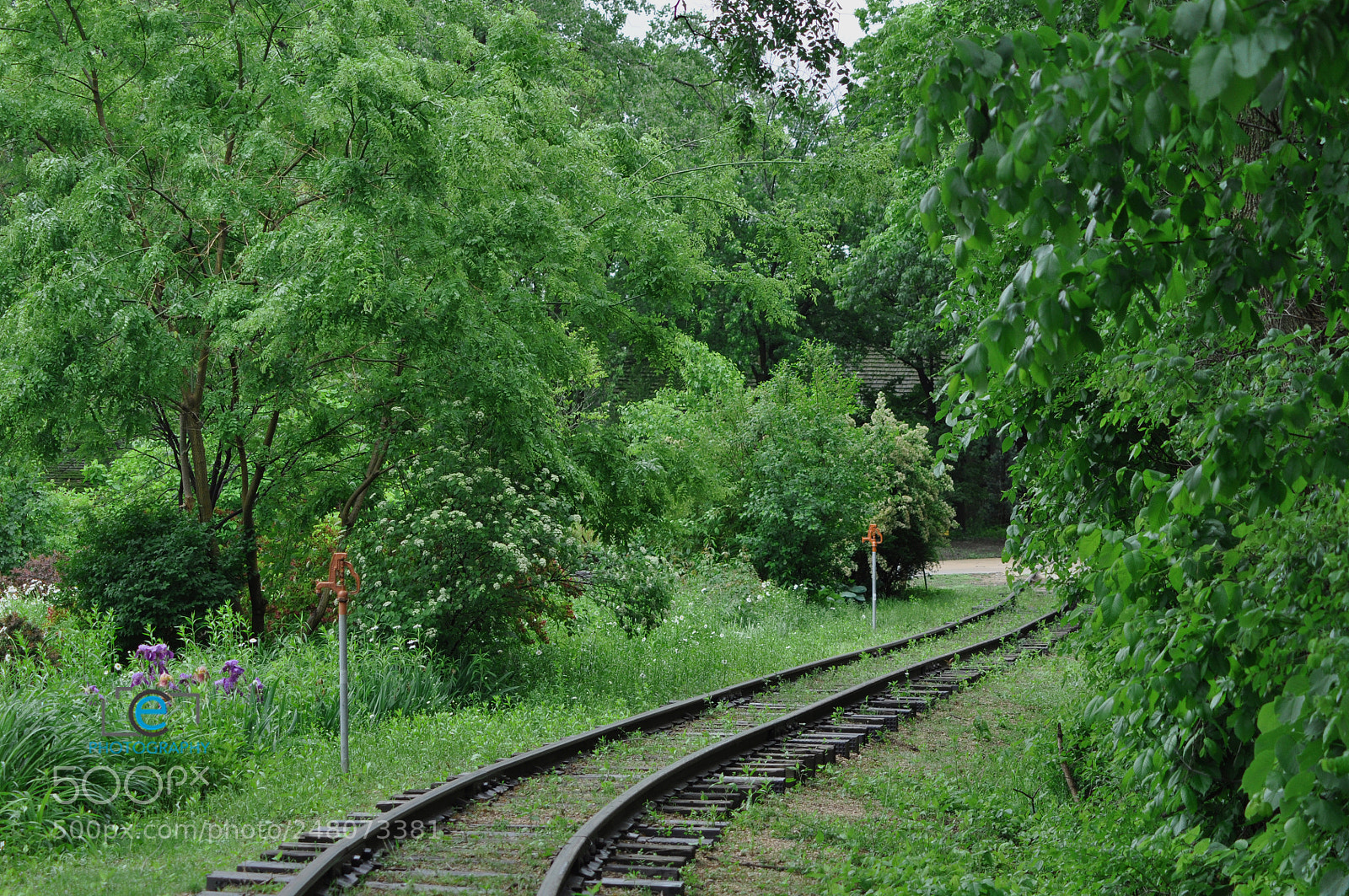 Nikon D90 sample photo. Into the woods photography