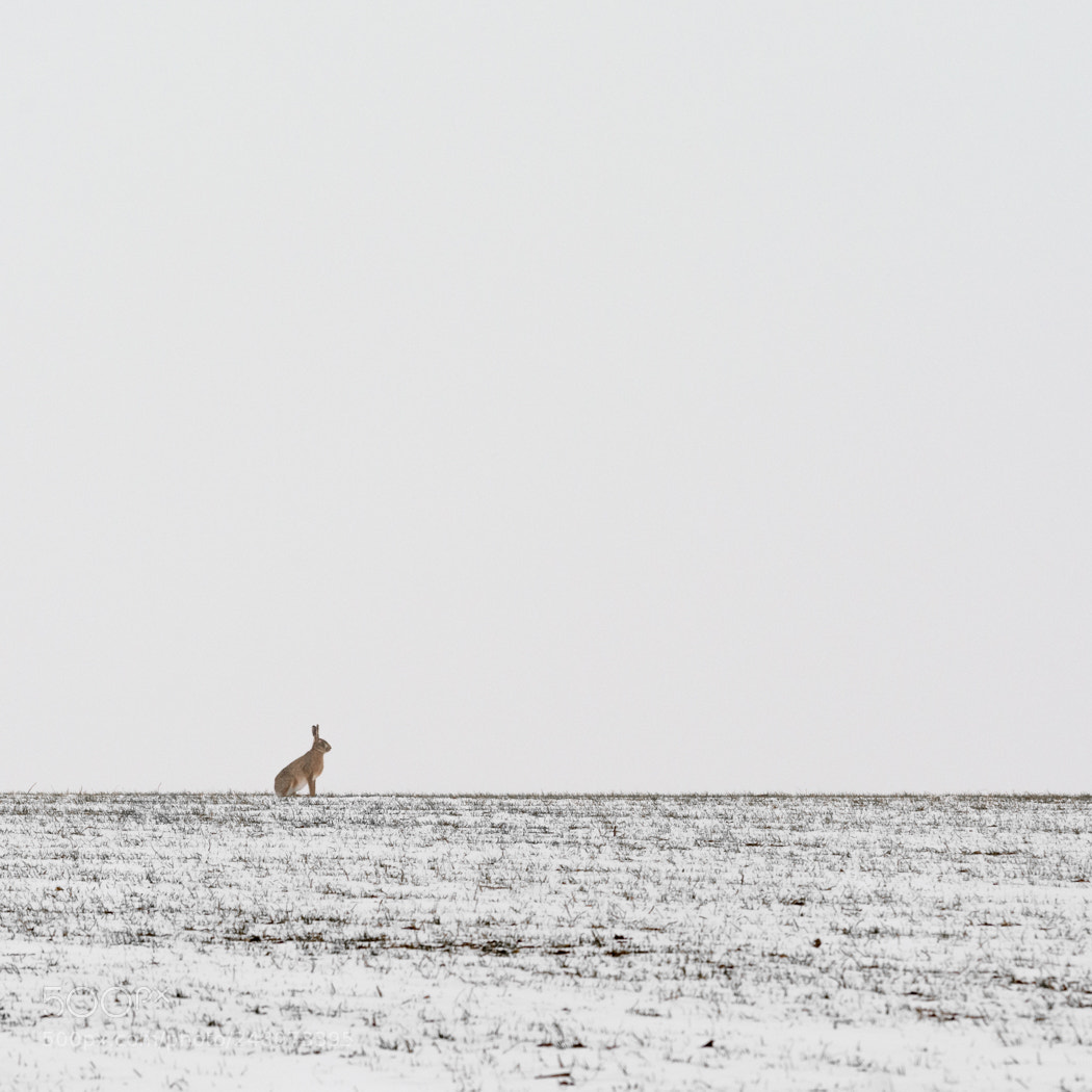 Nikon D7100 sample photo. Thin pickings photography