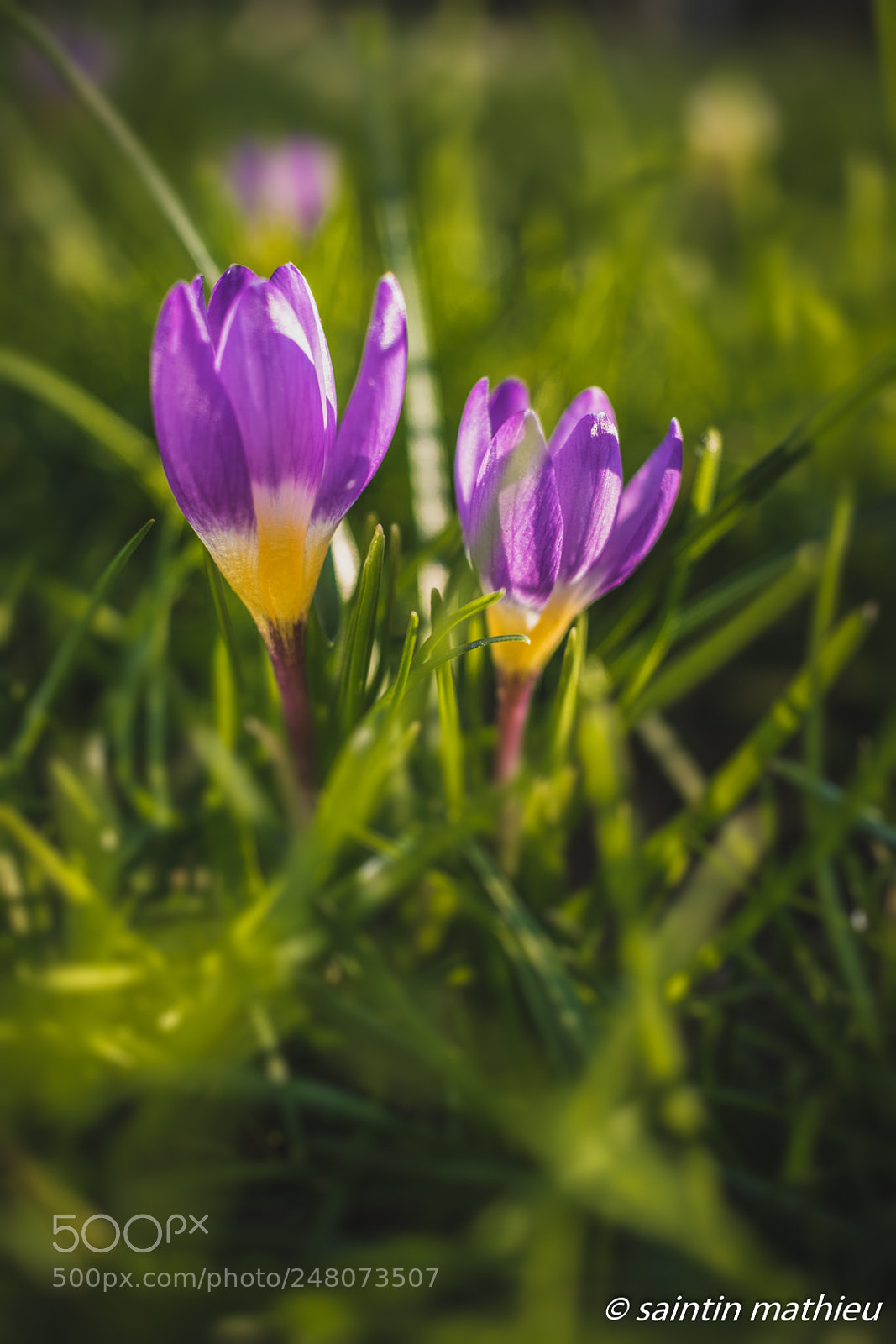Canon EOS 7D Mark II sample photo. Crocus 6 photography