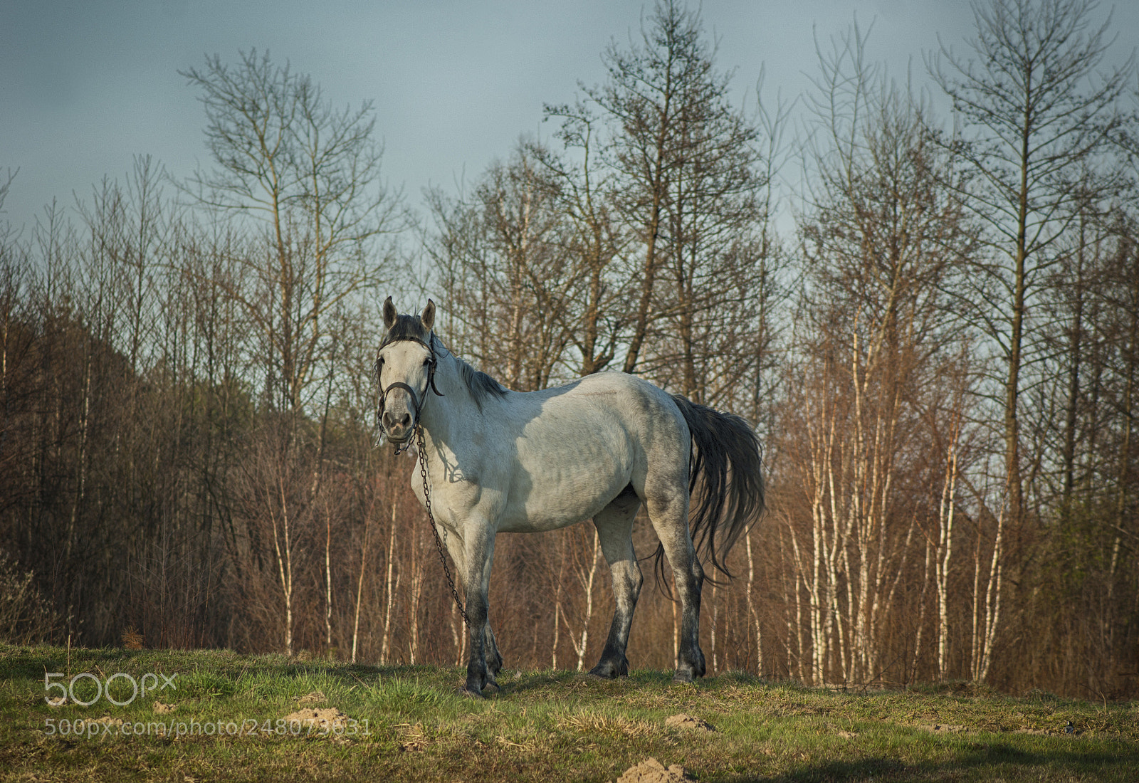 Sony Alpha DSLR-A390 sample photo. White horse photography