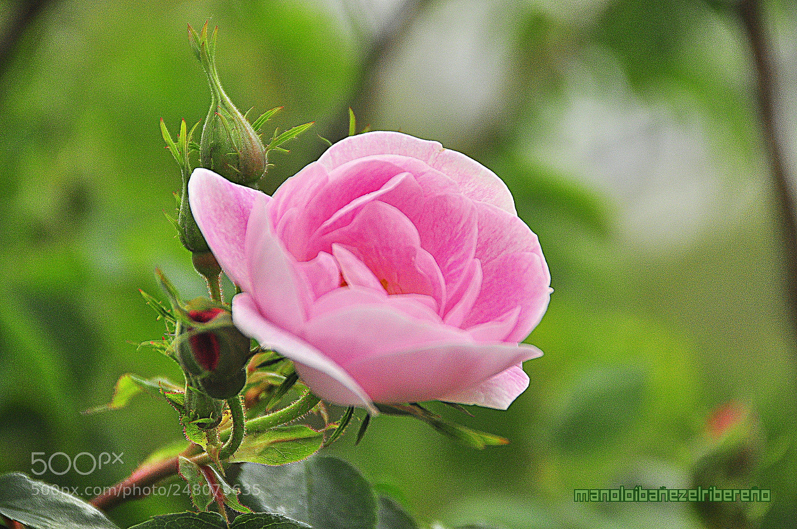 Nikon D90 sample photo. Daabo photography